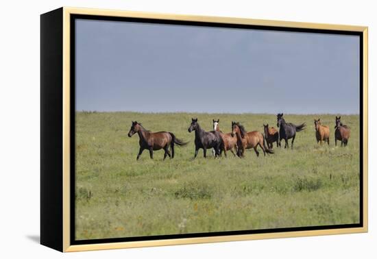 Wild horses running in the Flint Hills-Michael Scheufler-Framed Premier Image Canvas