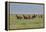 Wild horses running in the Flint Hills-Michael Scheufler-Framed Premier Image Canvas