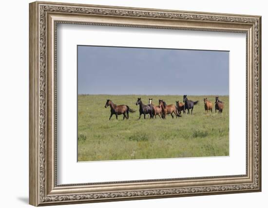 Wild horses running in the Flint Hills-Michael Scheufler-Framed Photographic Print