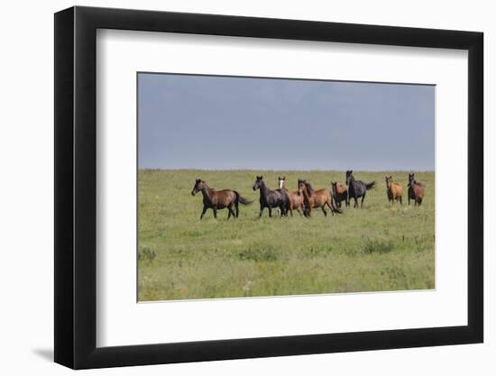 Wild horses running in the Flint Hills-Michael Scheufler-Framed Photographic Print