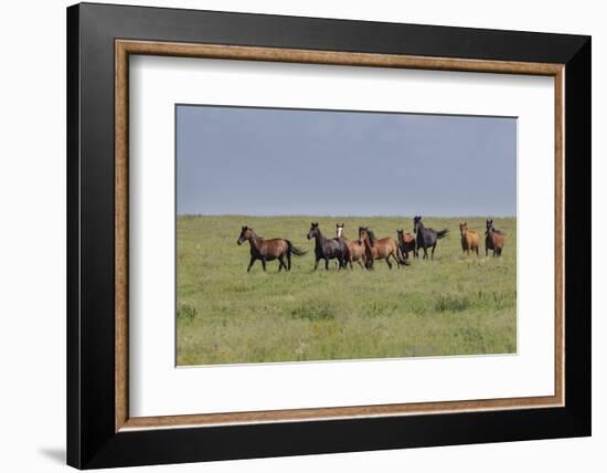 Wild horses running in the Flint Hills-Michael Scheufler-Framed Photographic Print