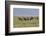 Wild horses running in the Flint Hills-Michael Scheufler-Framed Photographic Print