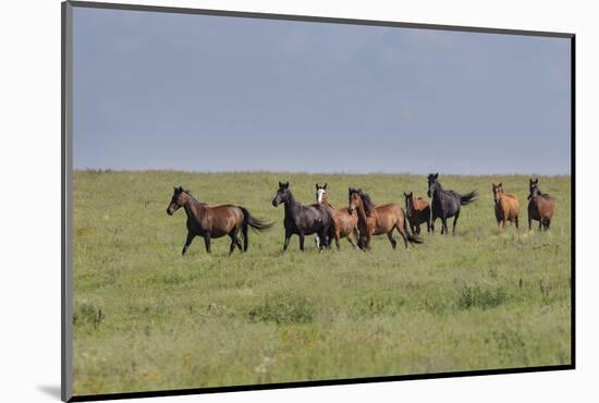 Wild horses running in the Flint Hills-Michael Scheufler-Mounted Photographic Print