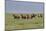 Wild horses running in the Flint Hills-Michael Scheufler-Mounted Photographic Print