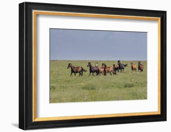 Wild horses running in the Flint Hills-Michael Scheufler-Framed Photographic Print