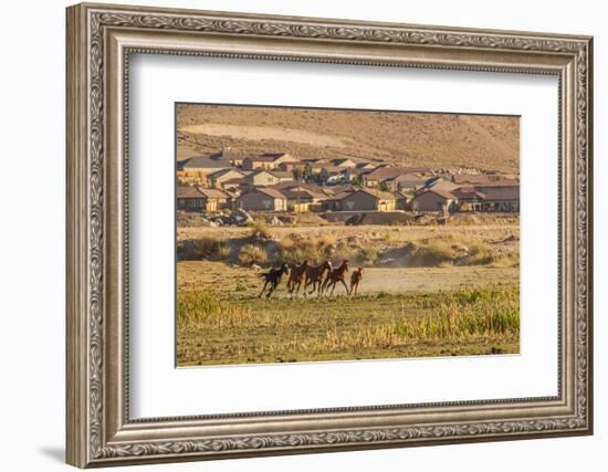 Wild Horses Running Outside Neighborhood, Reno, Nevada, USA-Jaynes Gallery-Framed Photographic Print