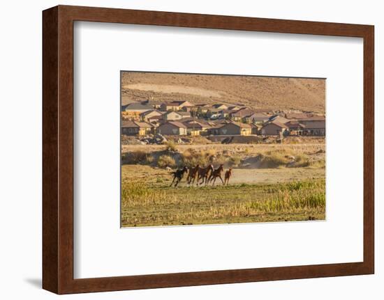 Wild Horses Running Outside Neighborhood, Reno, Nevada, USA-Jaynes Gallery-Framed Photographic Print