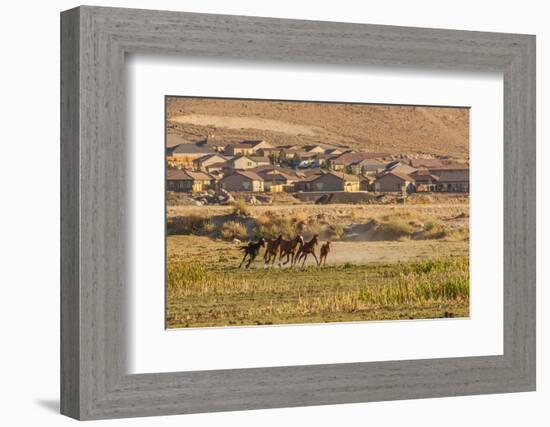 Wild Horses Running Outside Neighborhood, Reno, Nevada, USA-Jaynes Gallery-Framed Photographic Print