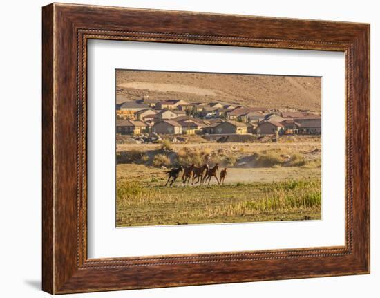 Wild Horses Running Outside Neighborhood, Reno, Nevada, USA-Jaynes Gallery-Framed Photographic Print