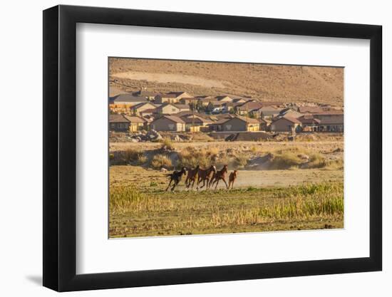 Wild Horses Running Outside Neighborhood, Reno, Nevada, USA-Jaynes Gallery-Framed Photographic Print