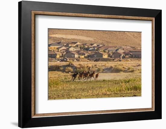 Wild Horses Running Outside Neighborhood, Reno, Nevada, USA-Jaynes Gallery-Framed Photographic Print