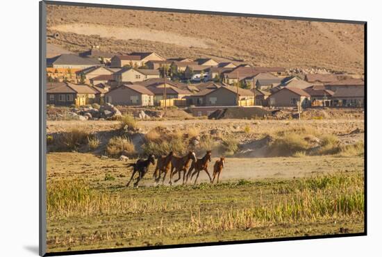 Wild Horses Running Outside Neighborhood, Reno, Nevada, USA-Jaynes Gallery-Mounted Photographic Print