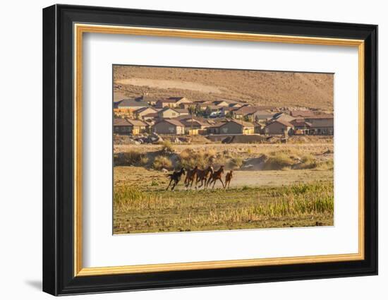 Wild Horses Running Outside Neighborhood, Reno, Nevada, USA-Jaynes Gallery-Framed Photographic Print