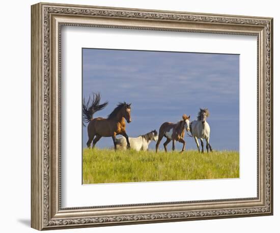 Wild Horses Running, Theodore Roosevelt National Park, North Dakota, USA-Chuck Haney-Framed Photographic Print