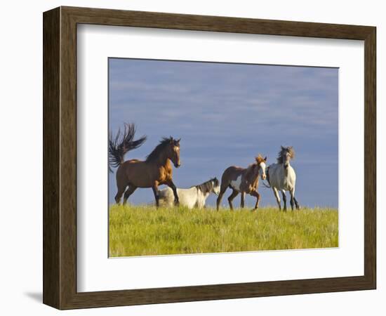 Wild Horses Running, Theodore Roosevelt National Park, North Dakota, USA-Chuck Haney-Framed Photographic Print