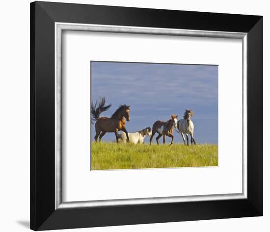 Wild Horses Running, Theodore Roosevelt National Park, North Dakota, USA-Chuck Haney-Framed Photographic Print