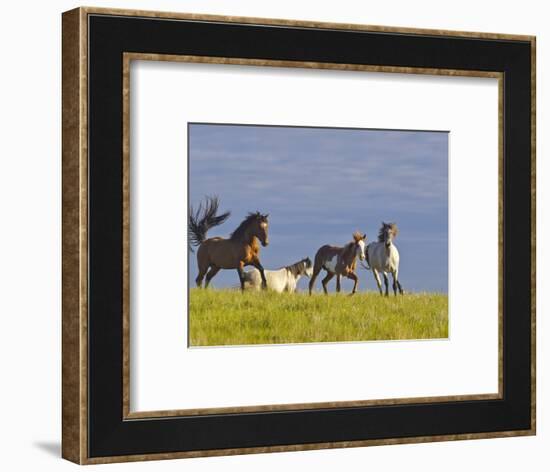 Wild Horses Running, Theodore Roosevelt National Park, North Dakota, USA-Chuck Haney-Framed Photographic Print