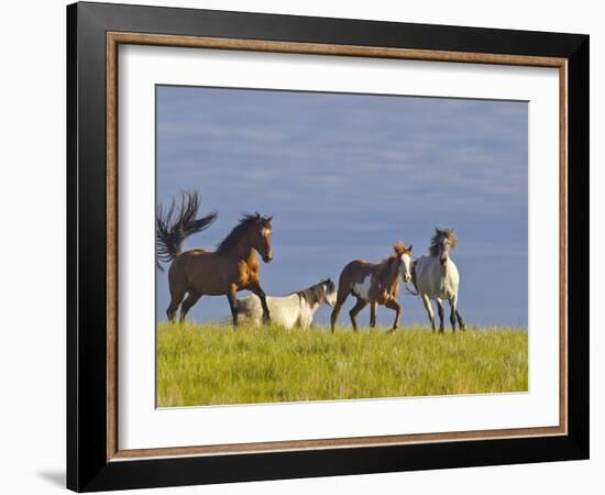 Wild Horses Running, Theodore Roosevelt National Park, North Dakota, USA-Chuck Haney-Framed Photographic Print