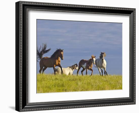 Wild Horses Running, Theodore Roosevelt National Park, North Dakota, USA-Chuck Haney-Framed Photographic Print