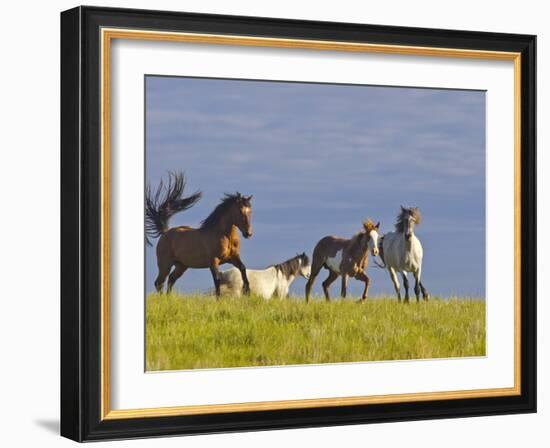 Wild Horses Running, Theodore Roosevelt National Park, North Dakota, USA-Chuck Haney-Framed Photographic Print