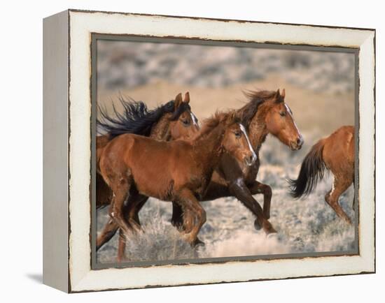Wild Horses Running Through Desert, CA-Inga Spence-Framed Premier Image Canvas