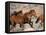 Wild Horses Running Through Desert, CA-Inga Spence-Framed Premier Image Canvas