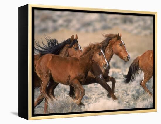 Wild Horses Running Through Desert, CA-Inga Spence-Framed Premier Image Canvas