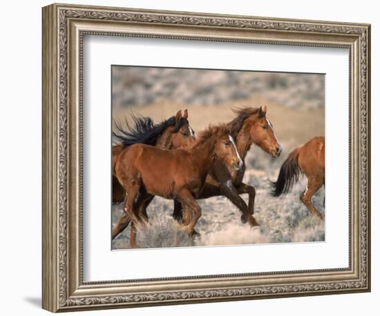 Wild Horses Running Through Desert, CA-Inga Spence-Framed Photographic Print