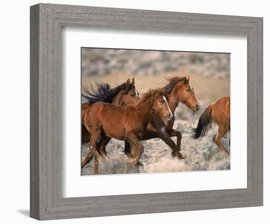 Wild Horses Running Through Desert, CA-Inga Spence-Framed Photographic Print