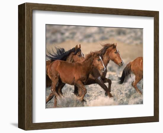 Wild Horses Running Through Desert, CA-Inga Spence-Framed Photographic Print