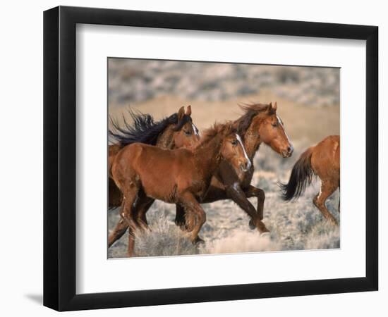 Wild Horses Running Through Desert, CA-Inga Spence-Framed Photographic Print