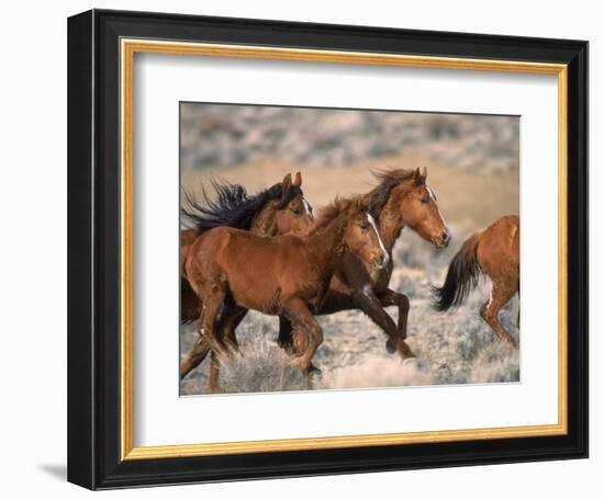 Wild Horses Running Through Desert, CA-Inga Spence-Framed Photographic Print