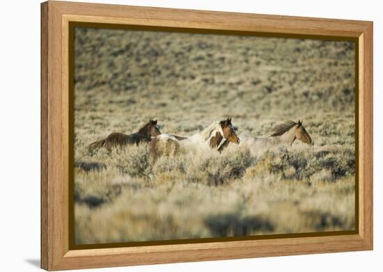 Wild Horses Running-DLILLC-Framed Premier Image Canvas