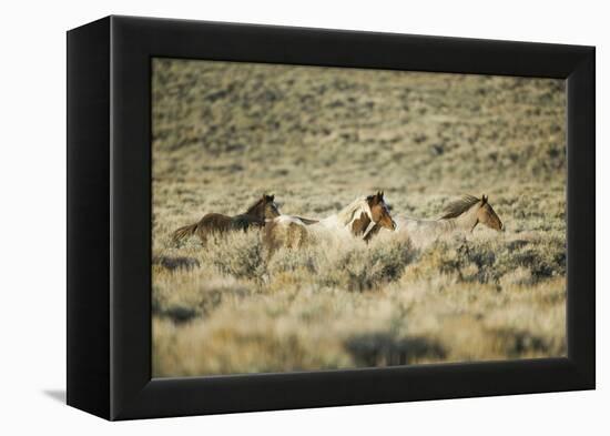 Wild Horses Running-DLILLC-Framed Premier Image Canvas