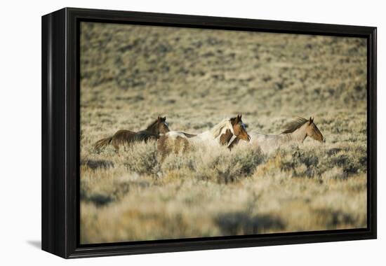 Wild Horses Running-DLILLC-Framed Premier Image Canvas