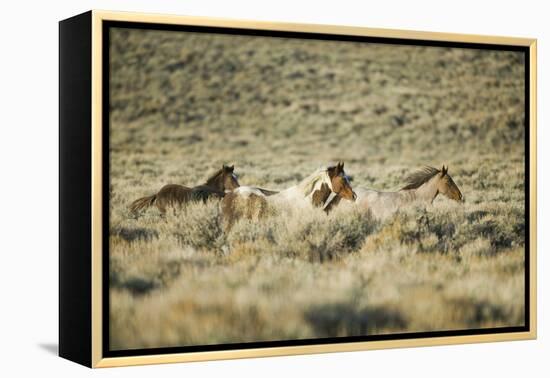 Wild Horses Running-DLILLC-Framed Premier Image Canvas