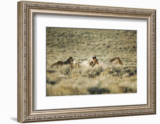 Wild Horses Running-DLILLC-Framed Photographic Print