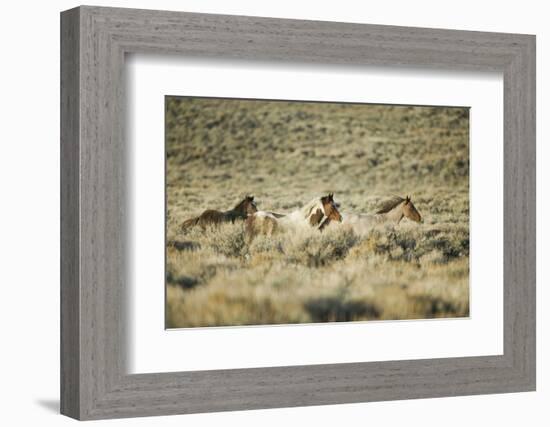 Wild Horses Running-DLILLC-Framed Photographic Print