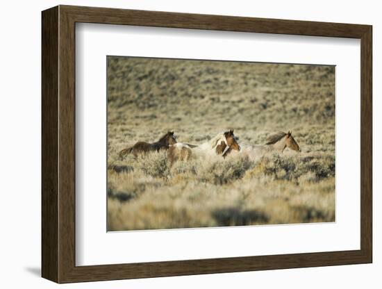 Wild Horses Running-DLILLC-Framed Photographic Print