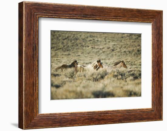 Wild Horses Running-DLILLC-Framed Photographic Print