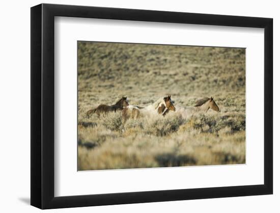 Wild Horses Running-DLILLC-Framed Photographic Print