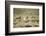 Wild Horses Running-DLILLC-Framed Photographic Print