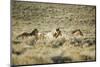 Wild Horses Running-DLILLC-Mounted Photographic Print