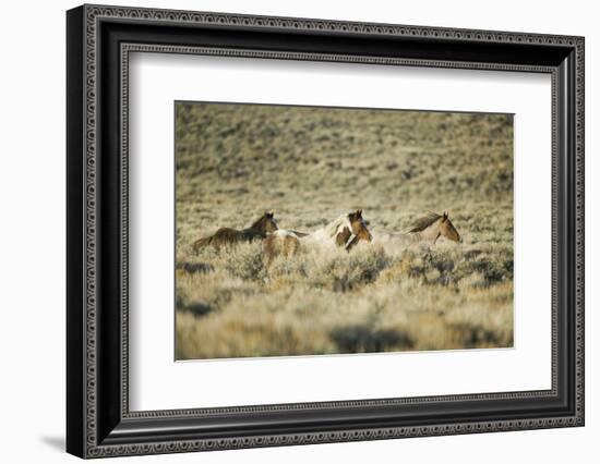 Wild Horses Running-DLILLC-Framed Photographic Print