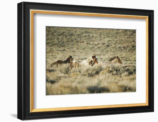 Wild Horses Running-DLILLC-Framed Photographic Print