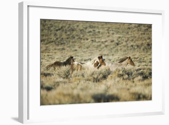 Wild Horses Running-DLILLC-Framed Photographic Print