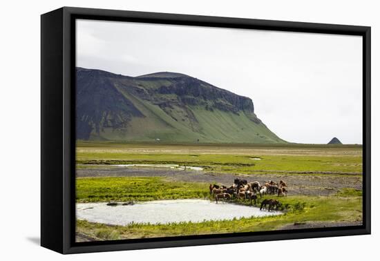 Wild Horses, South Iceland, Iceland, Polar Regions-Yadid Levy-Framed Premier Image Canvas