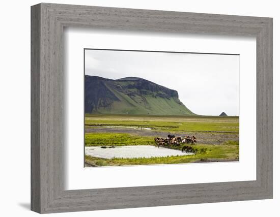 Wild Horses, South Iceland, Iceland, Polar Regions-Yadid Levy-Framed Premium Photographic Print