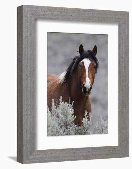 Wild Horses, Steens Mountains-Ken Archer-Framed Photographic Print