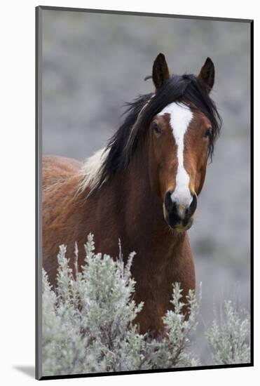 Wild Horses, Steens Mountains-Ken Archer-Mounted Photographic Print